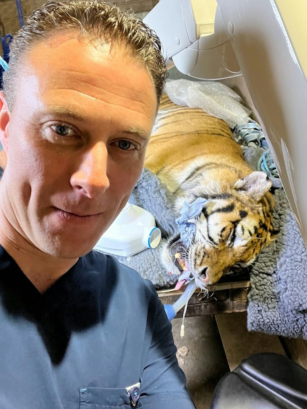 Selfie with a Tiger Anyone? A day in Dublin Zoo, root canal on a Tiger.